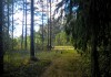 Фото Чудесный земельный участок в лесу на поляне, возможно расширение